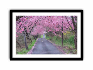 Cherry Blossom Path Art Print