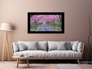 Cherry Blossom Path