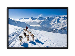 Dog Sledding Painting