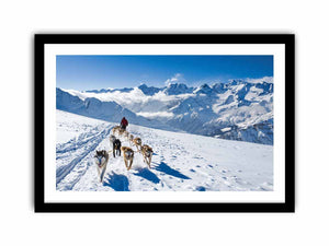 Dog Sledding Art Print