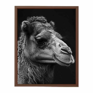 Camel Poster