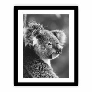 Baby Koala Art Print