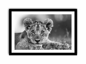 Baby Lion Art Print