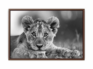 Baby Lion Poster