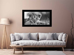 Baby Lion