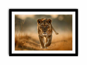 Lioness Art Print