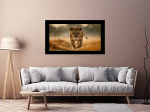 Lioness