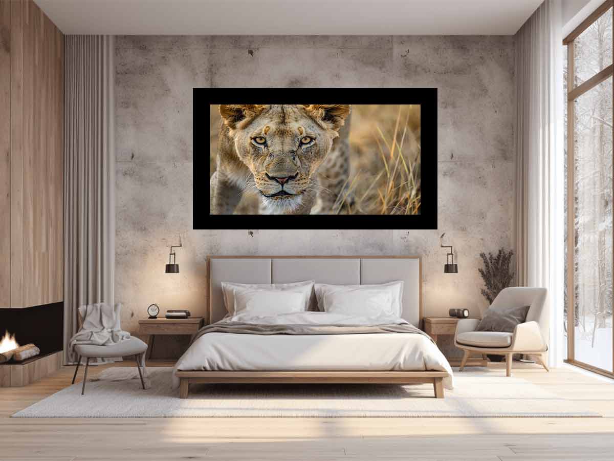 Stalking Lioness