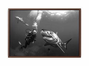 Shark Poster
