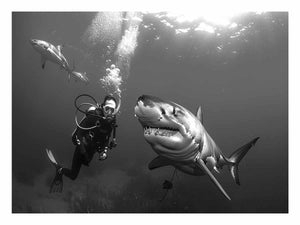 Shark