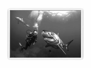 Shark Framed Print