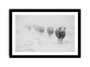 Sheeps in Field Art Print