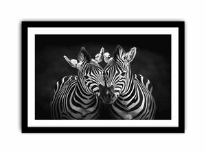 Two Zebras Art Print