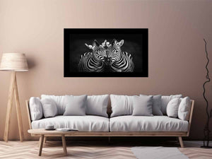 Two Zebras