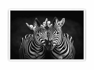 Two Zebras Framed Print