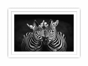 Two Zebras Streched canvas