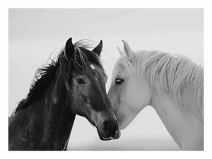Horses Communicate