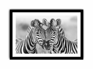 Two Zebras Art Print