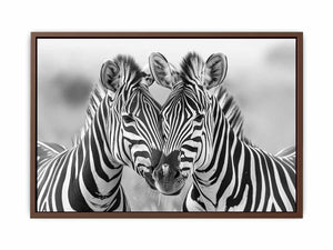 Two Zebras Poster