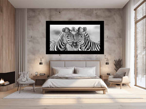 Two Zebras