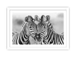 Two Zebras Streched canvas