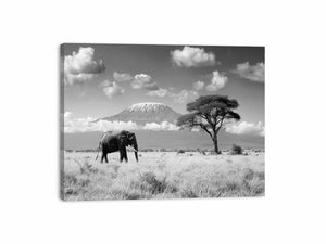Lonely Elephant Canvas Print
