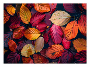 Beautiful Leaves