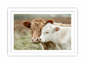 Cow Mother & Child Streched canvas