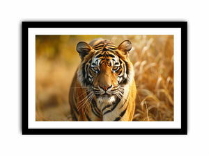 Bengal Tiger Art Print