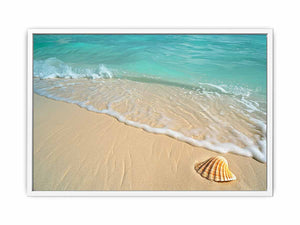 SHell Framed Print