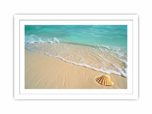SHell Streched canvas