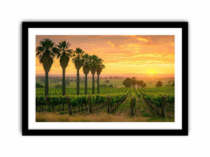 Adeliade Vineyards Art Print