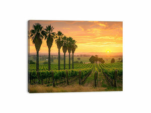 Adeliade Vineyards Canvas Print