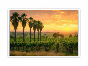 Adeliade Vineyards Framed Print