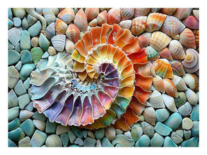 SHell