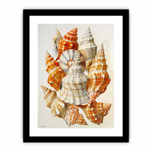 SHell Art Print