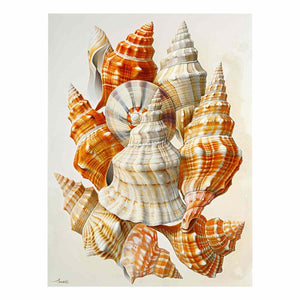 SHell