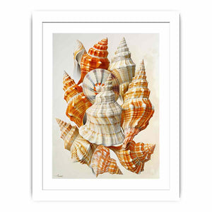 SHell Streched canvas