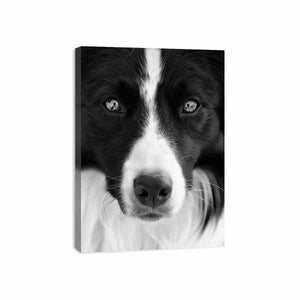 Dog Canvas Print