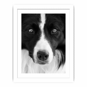 Dog Streched canvas