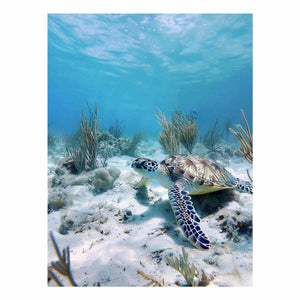 Underwater Turtle Ocean Drift