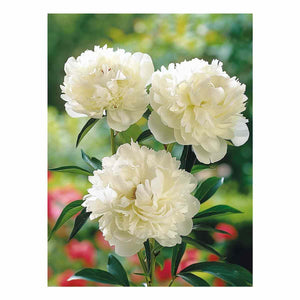 White Peony