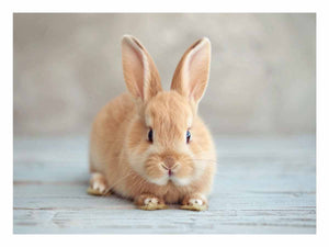 Cute Rabbit