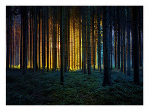 Colorful Forest
