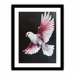Galah Bird  Art Print