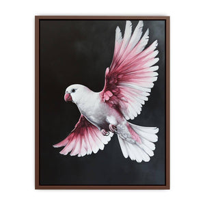 Galah Bird  Poster