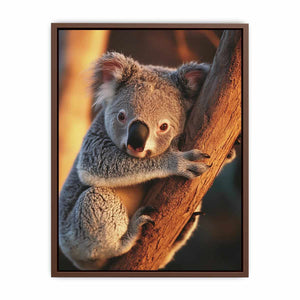 Koala  Poster