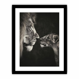Playful Lion  Art Print