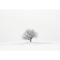 isolated Tree 11