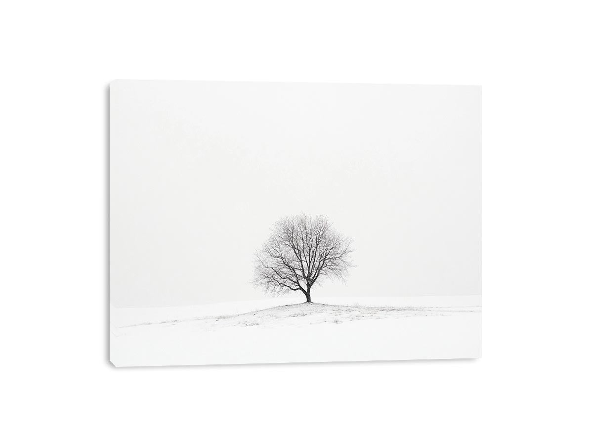 isolated Tree 11 Canvas Print
